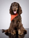 Studio shot of an adorable American Cocker Spaniel Royalty Free Stock Photo