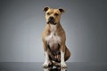 Studio shot of an adorable American Staffordshire Terrier sitting  and looking curiously at the camera Royalty Free Stock Photo