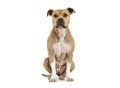 Studio shot of an adorable American Staffordshire Terrier sitting  and looking curiously at the camera Royalty Free Stock Photo