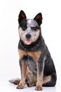 Studio shot of an adorable Australian Cattle Dog