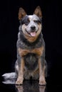 Studio shot of an adorable Australian Cattle Dog