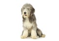 Studio shot of an adorable bearded collie Royalty Free Stock Photo