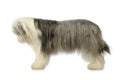 Studio shot of an adorable bearded collie Royalty Free Stock Photo
