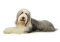 Studio shot of an adorable bearded collie Royalty Free Stock Photo