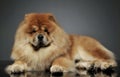 Studio shot of an adorable chow chow lying and looking curiously at the camera