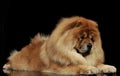 Studio shot of an adorable chow chow lying and looking curiously