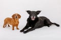 Crossbreed dog and Dachshund, best friends