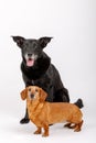 Crossbreed dog and Dachshund, best friends