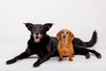 Crossbreed dog and Dachshund, best friends