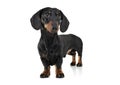 Studio shot of an adorable Dachshund looking curiously at the camera