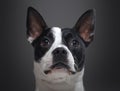 Headshot of purebred boston terrier dog against gray background Royalty Free Stock Photo