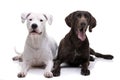 Studio shot of an adorable  Dogo Argentino and a deutsch kurzhaar Royalty Free Stock Photo