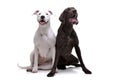 Studio shot of an adorable  Dogo Argentino and a deutsch kurzhaar Royalty Free Stock Photo