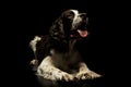 Studio shot of an adorable English Cocker Spaniel