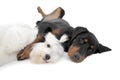 Studio shot of an adorable ErdÃÂ©lyi kopÃÂ³ hugging a cute Maltese