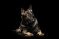 Studio shot of an adorable German Shepherd dog seems frightened Royalty Free Stock Photo