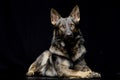 Studio shot of an adorable German shepherd