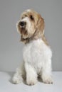 Studio shot of an adorable Grand Basset Griffon VendÃÂ©en looking curiously