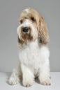 Studio shot of an adorable Grand Basset Griffon VendÃÂ©en sitting on grey background