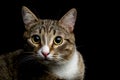 Gray and brown tabby cat Royalty Free Stock Photo