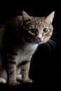 Gray and brown tabby cat Royalty Free Stock Photo