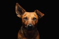 Studio shot of an adorable mixed breed dog sitting on black background