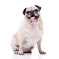 Studio shot of an adorable Mops or Pug Royalty Free Stock Photo