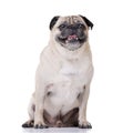 Studio shot of an adorable Mops or Pug Royalty Free Stock Photo