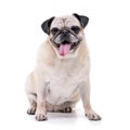 Studio shot of an adorable Mops or Pug Royalty Free Stock Photo