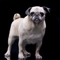 Studio shot of an adorable Mops or Pug Royalty Free Stock Photo