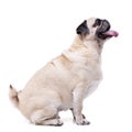 Studio shot of an adorable Mops or Pug Royalty Free Stock Photo