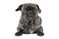 Studio shot of an adorable pug looking curiously at the camera Royalty Free Stock Photo