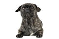 Studio shot of an adorable pug looking curiously at the camera Royalty Free Stock Photo