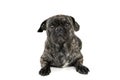 Studio shot of an adorable pug looking curiously at the camera Royalty Free Stock Photo