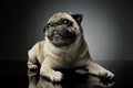 Studio shot of an adorable Pug lying and looking curiously at the camera - isolated on grey background Royalty Free Stock Photo