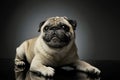 Studio shot of an adorable Pug lying and looking curiously at the camera - isolated on grey background Royalty Free Stock Photo