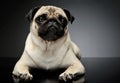 Studio shot of an adorable Pug