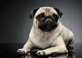 Studio shot of an adorable Pug or Mops lying and looking curiously at the camera Royalty Free Stock Photo