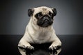 Studio shot of an adorable Pug or Mops lying and looking curiously at the camera Royalty Free Stock Photo