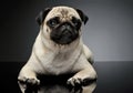 Studio shot of an adorable Pug or Mops lying and looking curiously at the camera Royalty Free Stock Photo