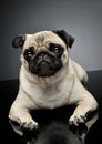 Studio shot of an adorable Pug or Mops lying and looking curiously at the camera Royalty Free Stock Photo