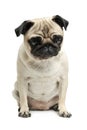 Studio shot of an adorable Pug or Mops sitting and looking sadly at the camera