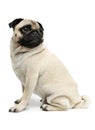 Studio shot of an adorable Pug or Mops sitting and looking up curiously Royalty Free Stock Photo