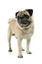 Studio shot of an adorable Pug standing and looking scared - isolated on white background Royalty Free Stock Photo