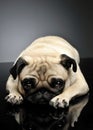 Studio shot of an adorable Pug