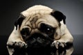 Studio shot of an adorable Pug Royalty Free Stock Photo