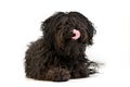 Studio shot of an adorable Puli