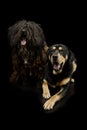 Studio shot of an adorable Puli and a mixed breed dog