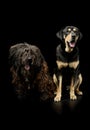 Studio shot of an adorable Puli and a mixed breed dog