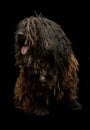 Studio shot of an adorable Puli